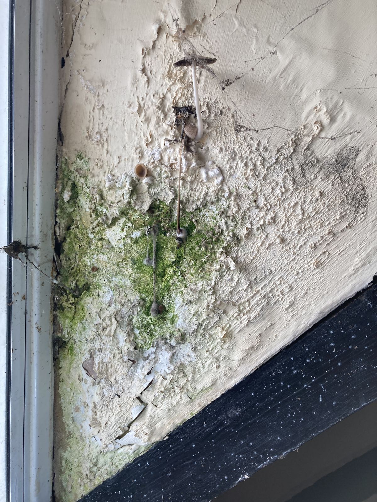 Damp-stained and blown plaster in a room corner, photo 1 of 6