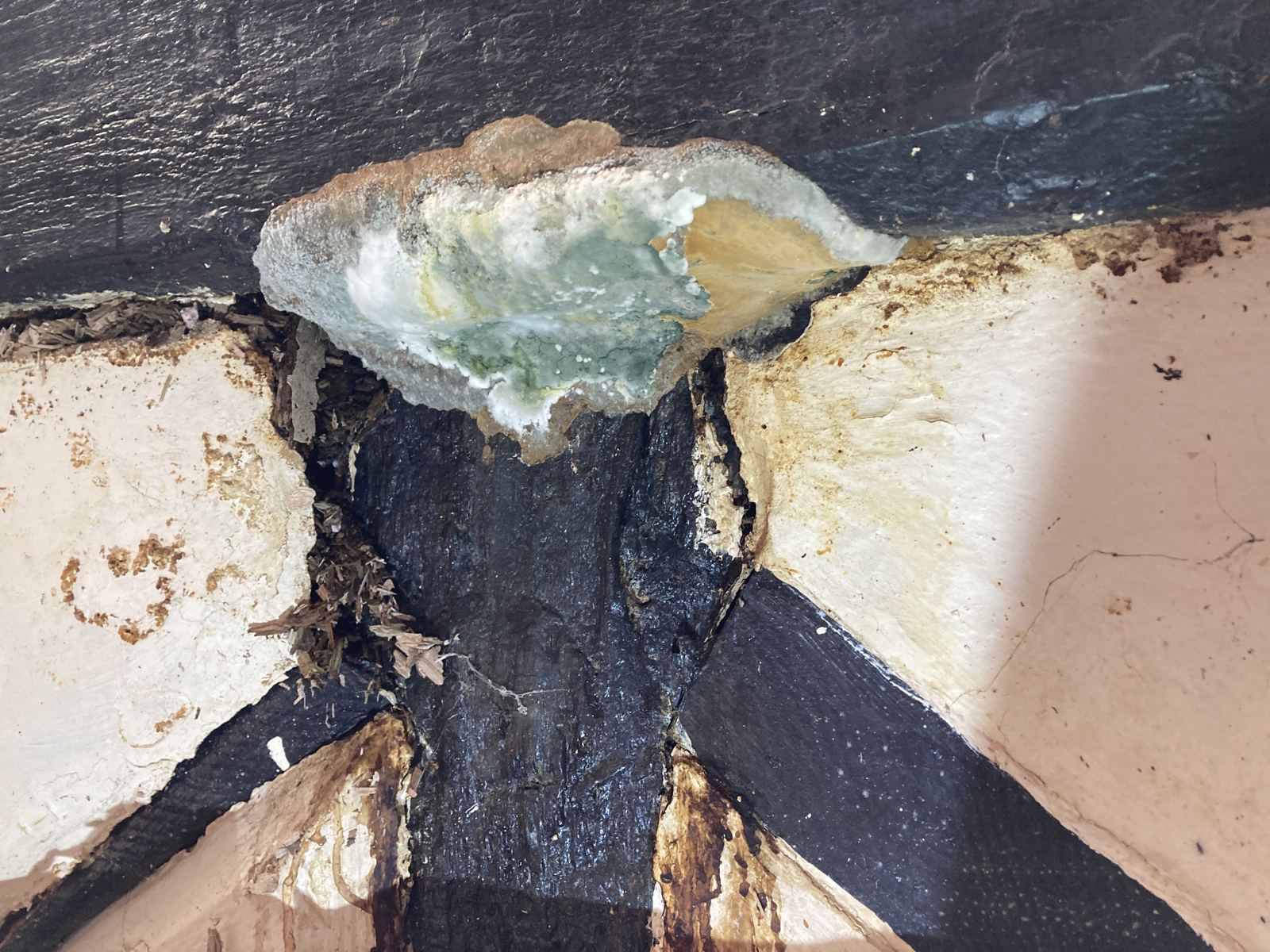 Fungal growth where a brace meets a beam, with decayed timber, photo 6 of 6