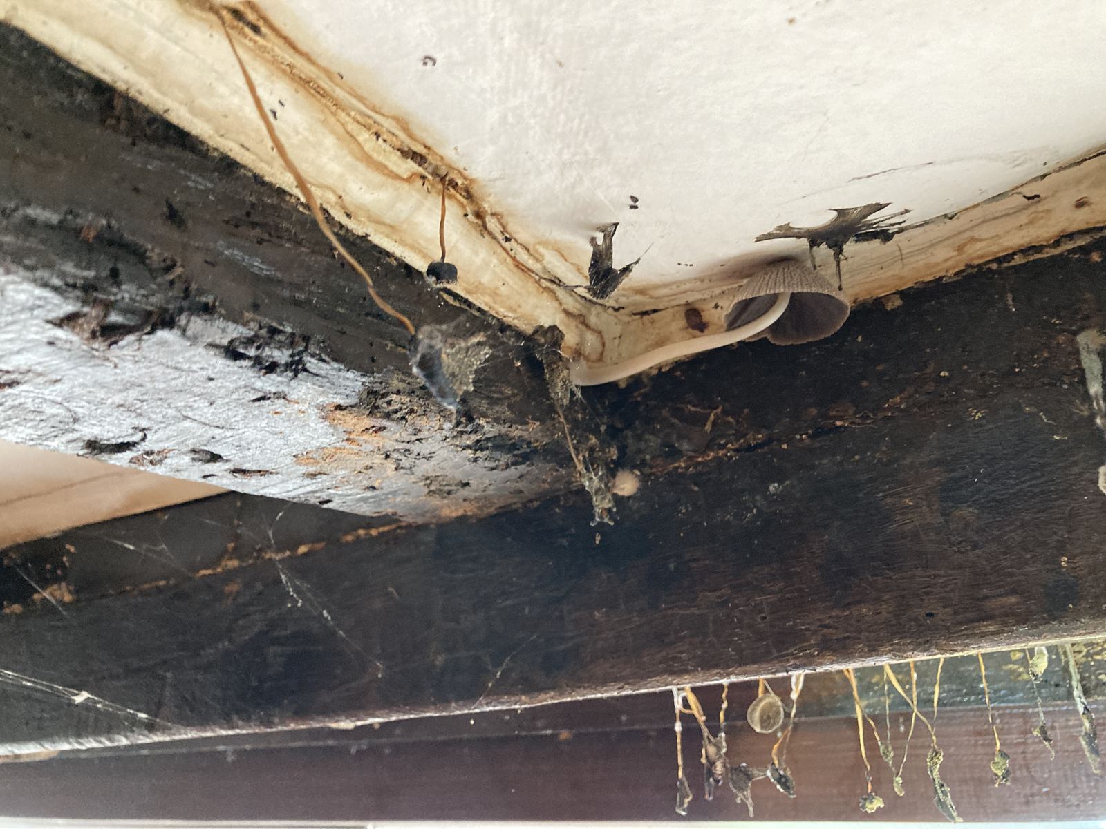 Rot and fungal strands along the underside of a beam, photo 3 of 6