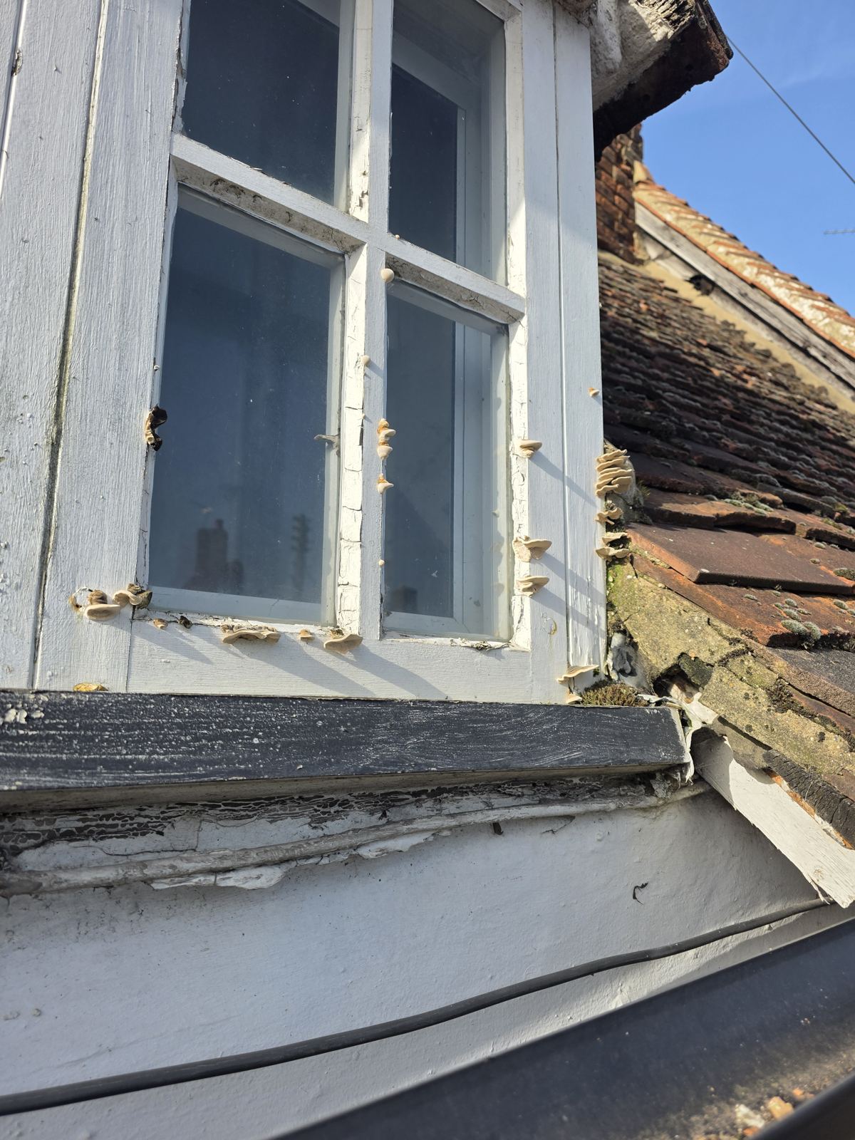 Bracket fungus growing from a decayed dormer casement, photo 4 of 6