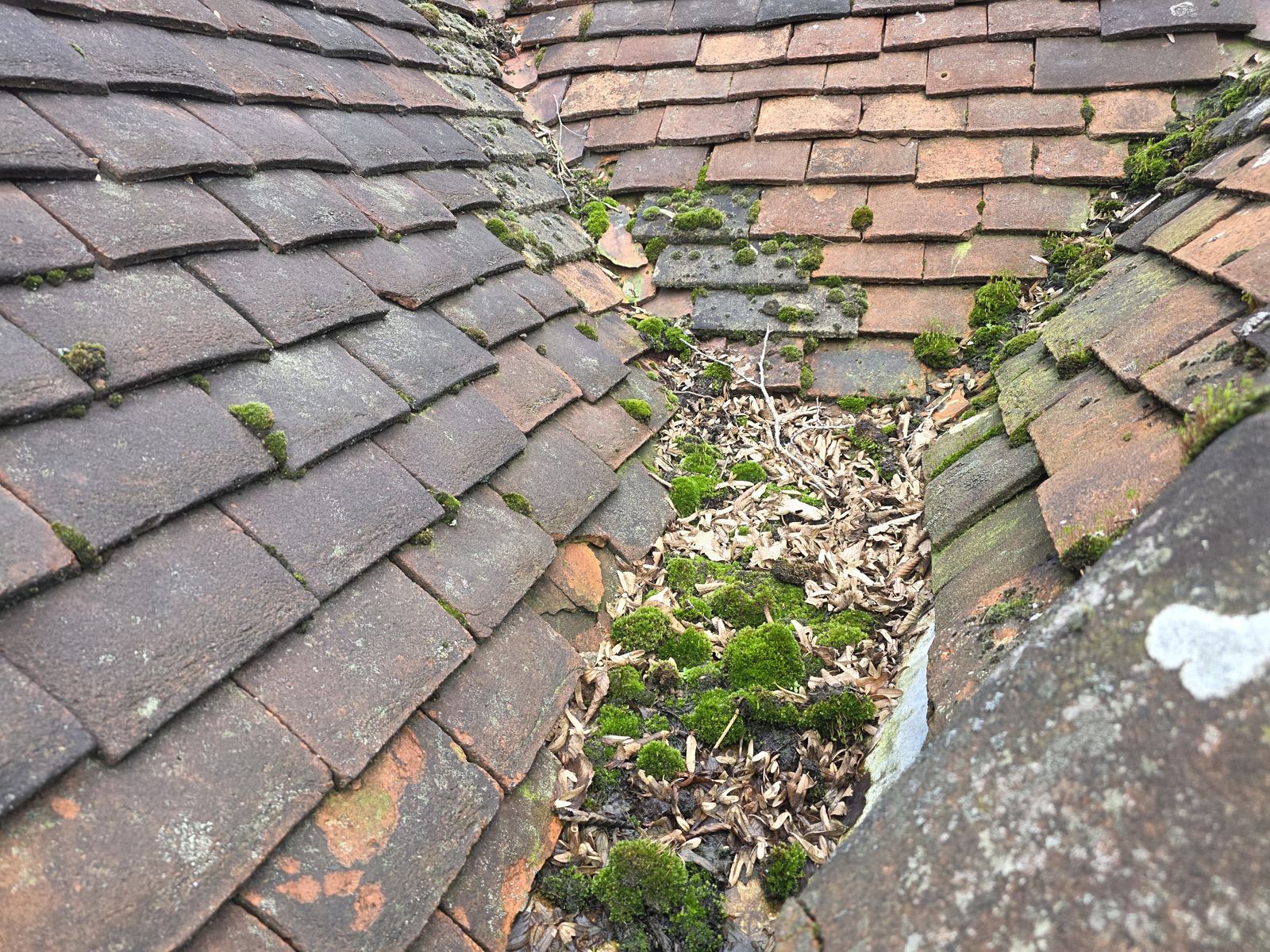 Blocked valley gutter full of leaves and moss between old clay tile roofs, photo 2 of 2