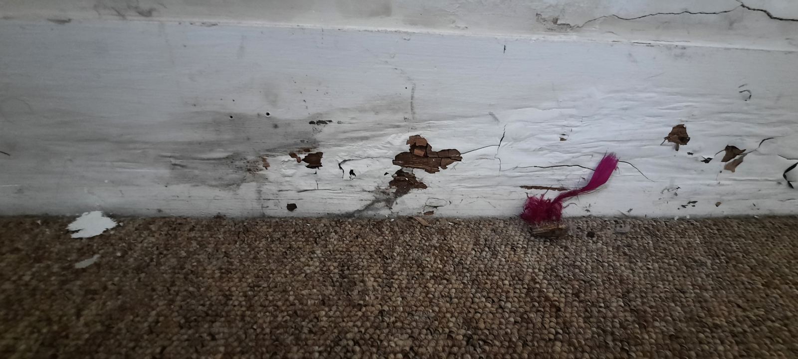 Skirting board with flaking paint, staining and decayed timber beneath, photo 2 of 2