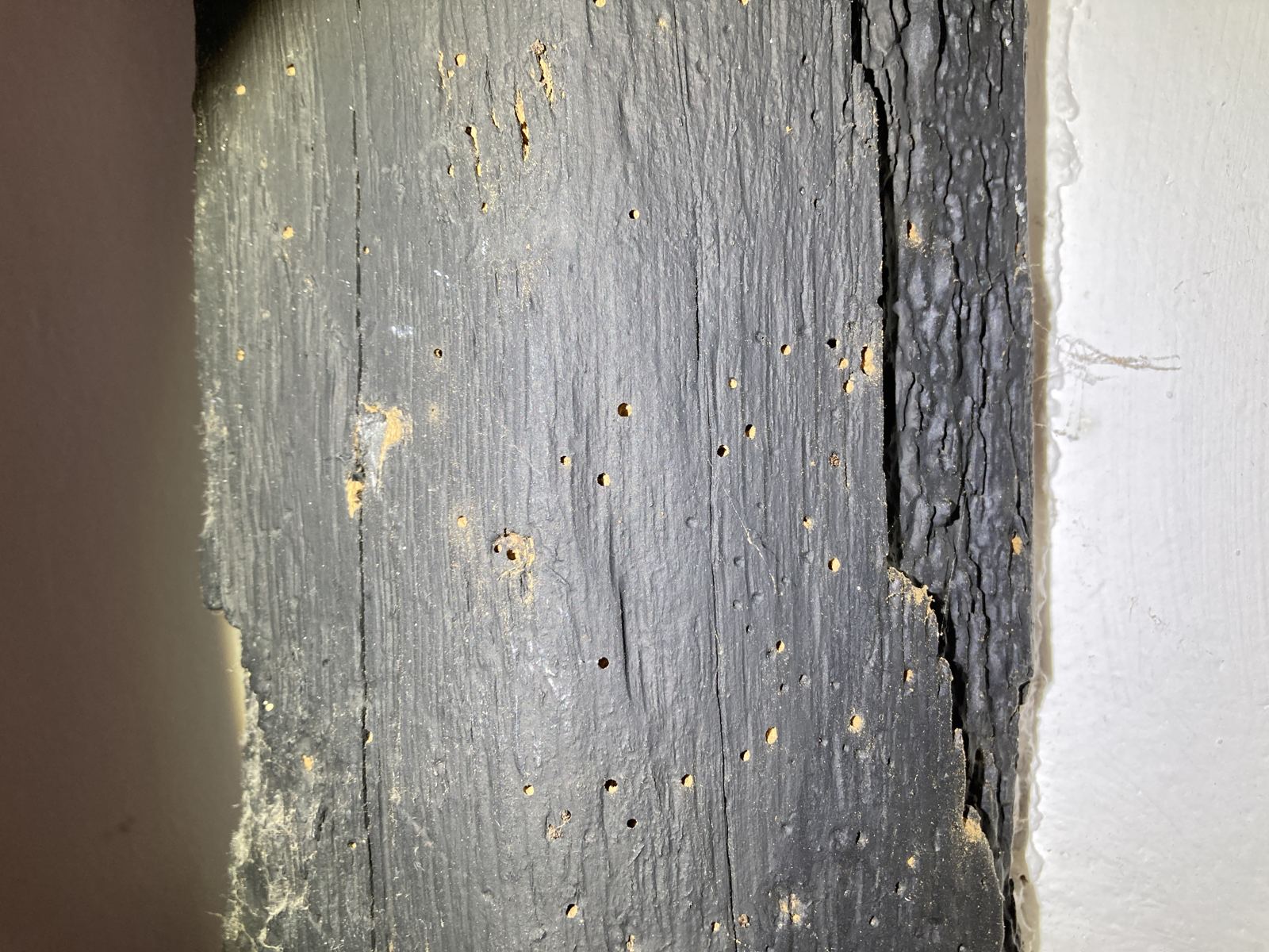 Furniture beetle exit holes across a black-painted timber, photo 2 of 3