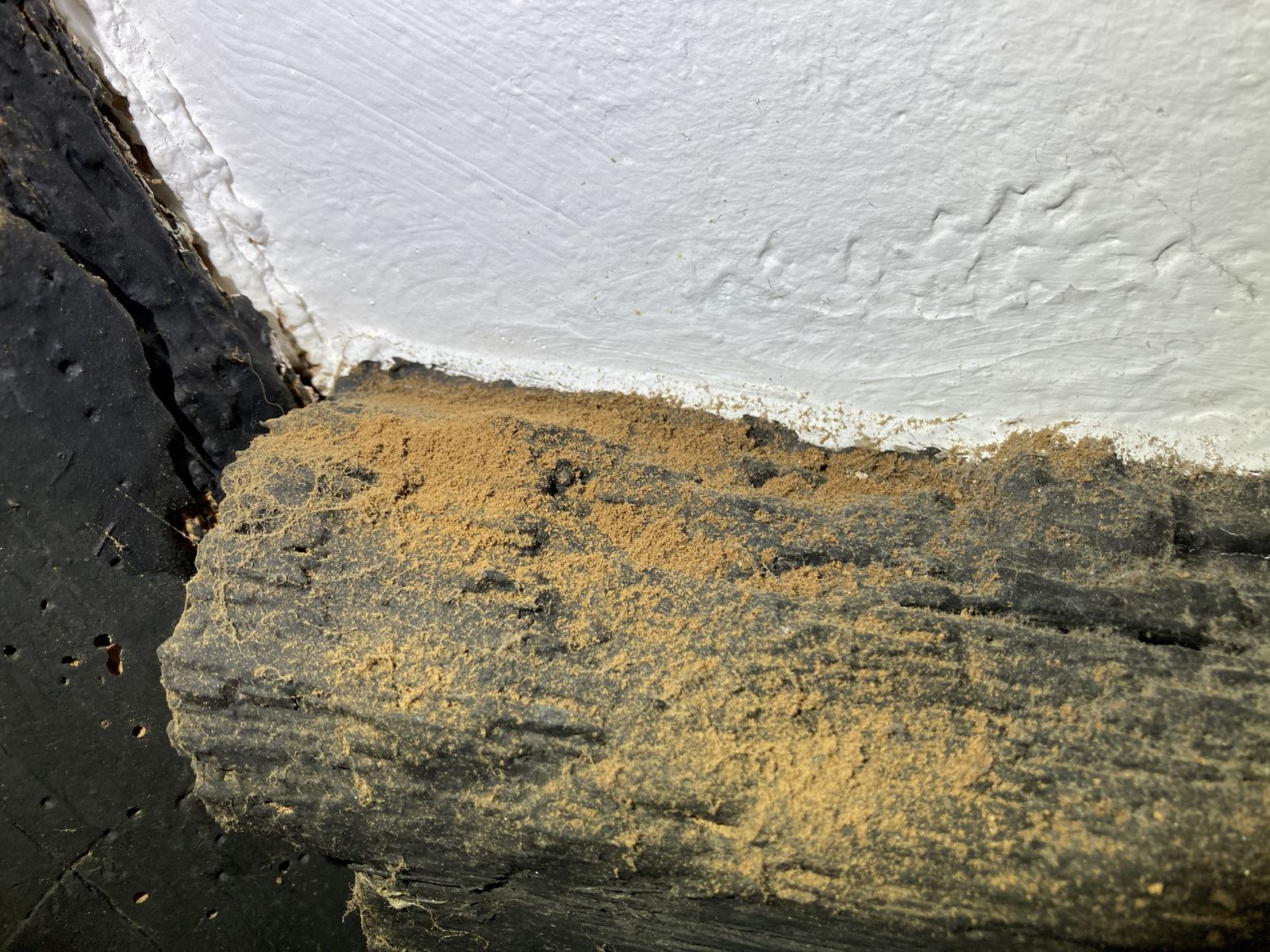 Fresh bore dust from active beetle on a timber beam, photo 3 of 3