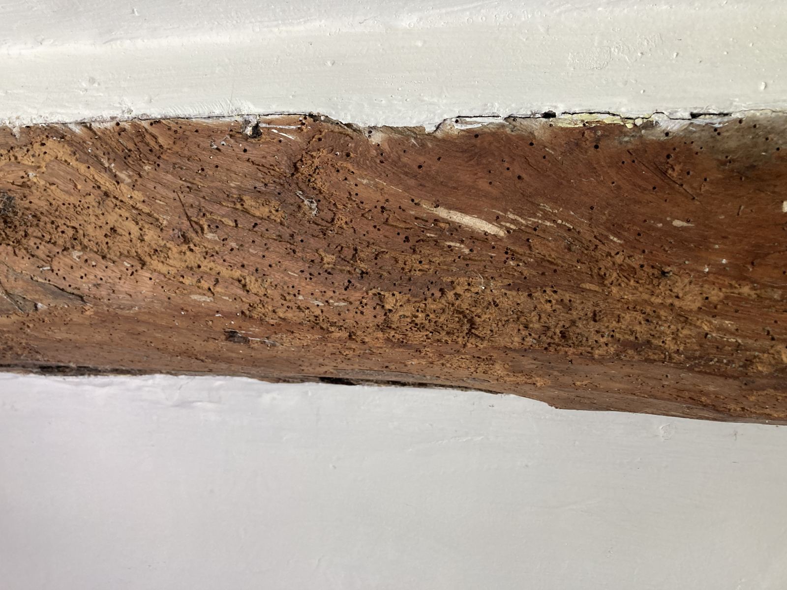 Ceiling beam riddled with woodworm exit holes, photo 3 of 4