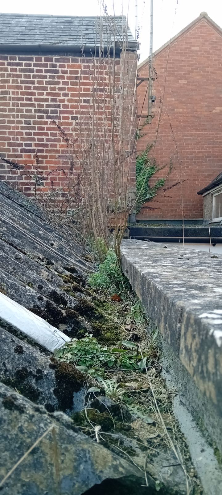 Blocked valley gutter overgrown with weeds beside a corrugated roof, photo 4 of 4